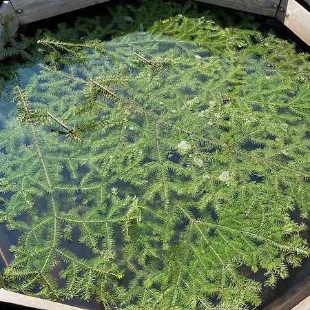 карпатські ночі *