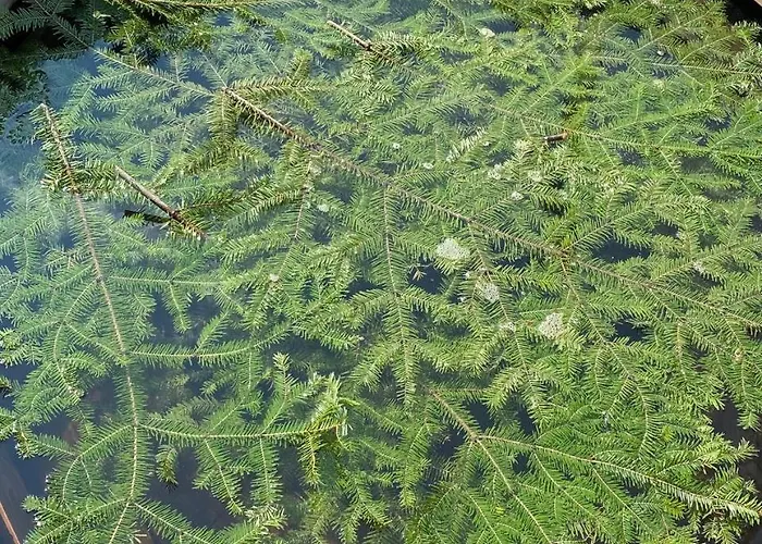 карпатські ночі *